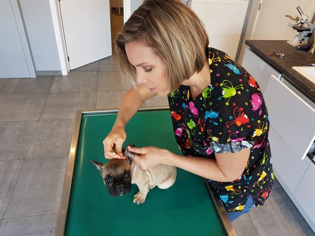 Mauvaise haleine chez le chien et le chat : les dents en cause ?